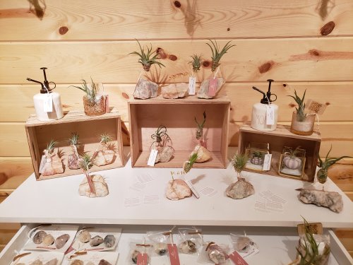 Display of decorative plants in wooden boxes, featuring rocks and small glass containers, on a white table.