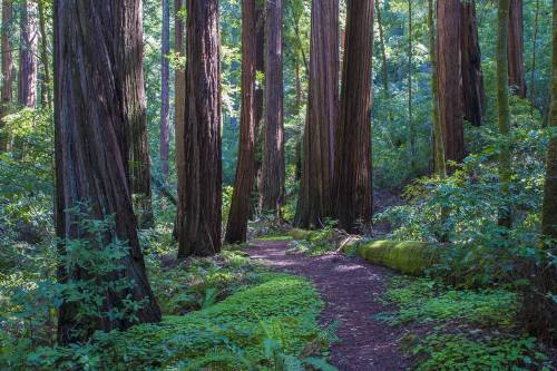 A serene forest path winding through tall redwood trees, surrounded by lush greenery and dappled sunlight.