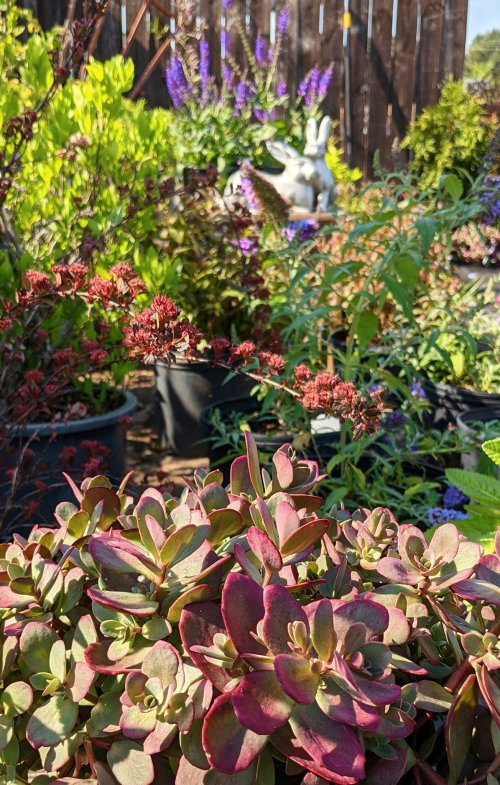 A vibrant garden scene featuring various plants, including succulents, flowers, and greenery, with a decorative statue in the background.