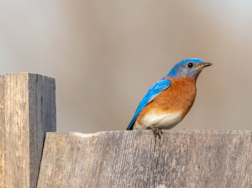 A bluebird perched on a wooden fence, showcasing its vibrant blue and orange plumage against a blurred background.