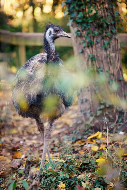 A young emu stands among foliage and fallen leaves, with a blurred background of trees and greenery.