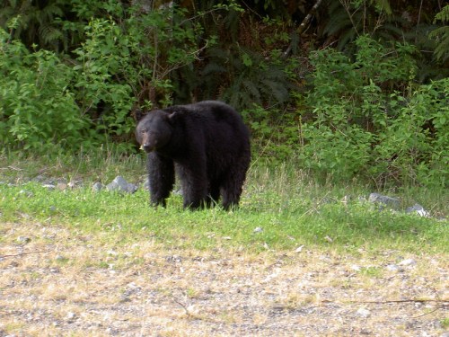 A black bear stands on grassy ground, surrounded by green foliage and trees in the background.