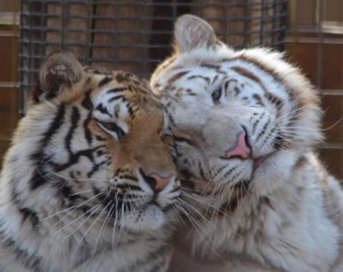 Two tigers, one orange and black and the other white, nuzzle closely together, showcasing a moment of affection.
