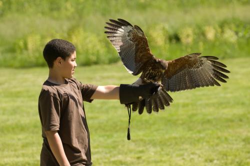 A young boy in a brown shirt holds out his arm with a hawk perched on a glove, set against a green background.