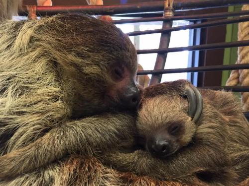 Two sloths cuddle closely together, resting peacefully in a cozy setting.