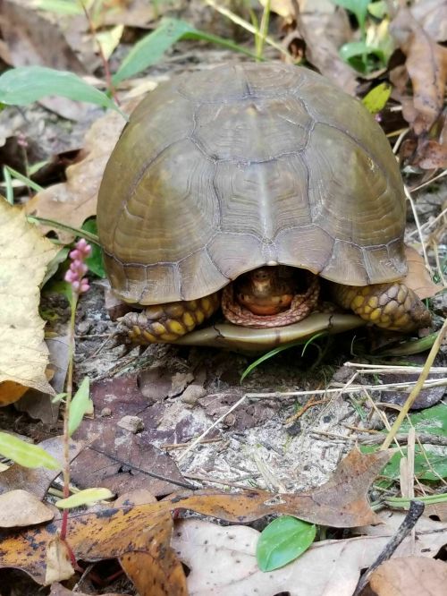 A turtle partially hidden in leaves, with its head peeking out from its shell among autumn foliage.