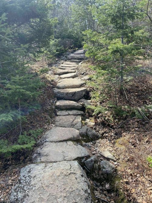 A rocky trail winds through a forest, flanked by green trees and dry leaves on the ground.