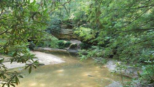 A serene forest scene featuring a calm pond surrounded by lush greenery and rocky formations.