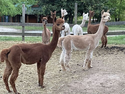 A group of alpacas in a pasture, featuring various colors and styles of fur, standing near a wooden fence.