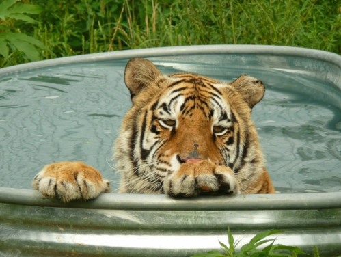 A tiger rests its front paws on the edge of a metal tub filled with water, surrounded by greenery.