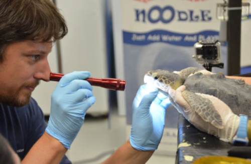 A person examines a turtle's shell with a flashlight while wearing blue gloves in a lab setting.