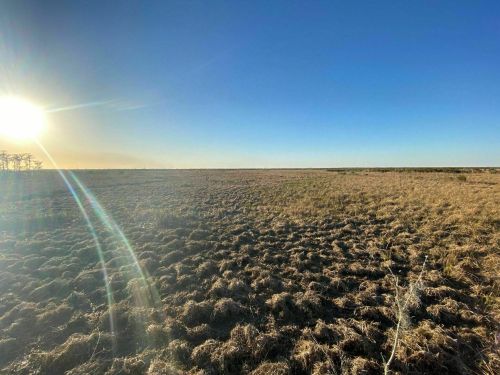 A vast, open field under a clear blue sky, with the sun shining brightly on dry, grassy terrain.