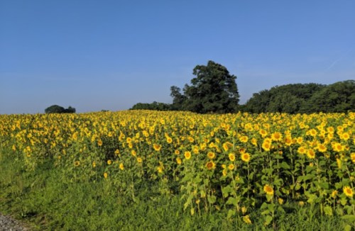A vibrant field of sunflowers under a clear blue sky, with trees in the background.