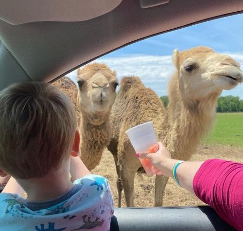 A child and an adult hold a cup out of a car window to two curious camels in a grassy field.
