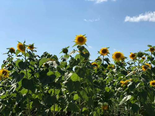 A field of tall sunflowers under a clear blue sky with a few fluffy clouds.