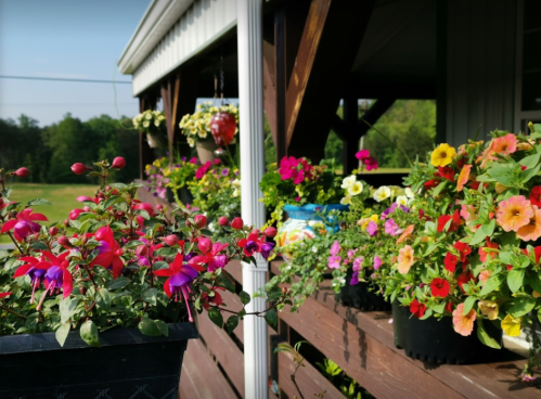 A vibrant display of colorful flowers in pots on a wooden porch, with greenery in the background.