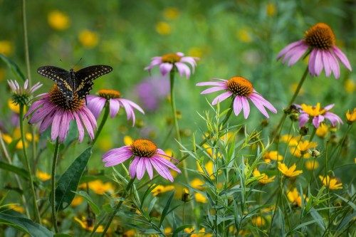 A butterfly rests on pink coneflowers amidst a vibrant field of wildflowers.