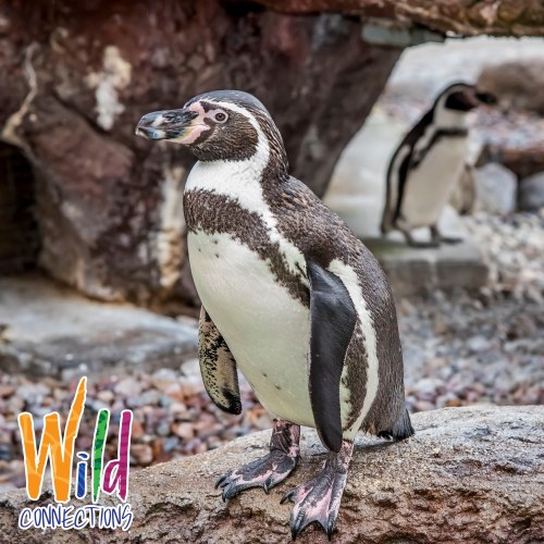 A close-up of a penguin standing on a rock, with another penguin in the background. Wild Connections logo in the corner.
