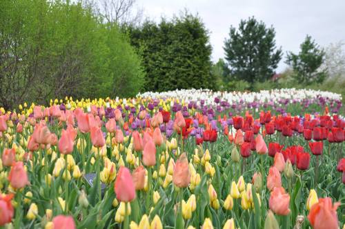 A vibrant field of tulips in various colors, including red, yellow, pink, and purple, surrounded by greenery.