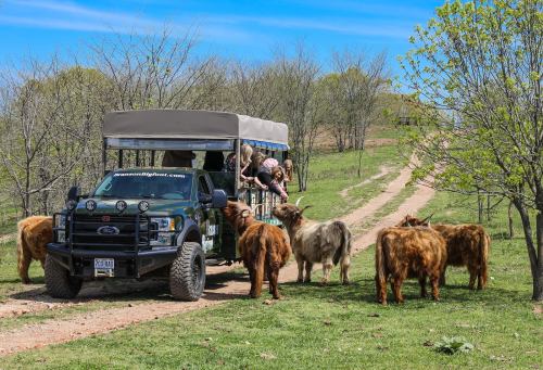 A safari vehicle parked on a dirt path, surrounded by Highland cattle and trees under a clear blue sky.