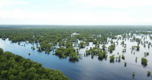 Aerial view of a lush, flooded landscape with dense green trees reflecting in calm water under a cloudy sky.