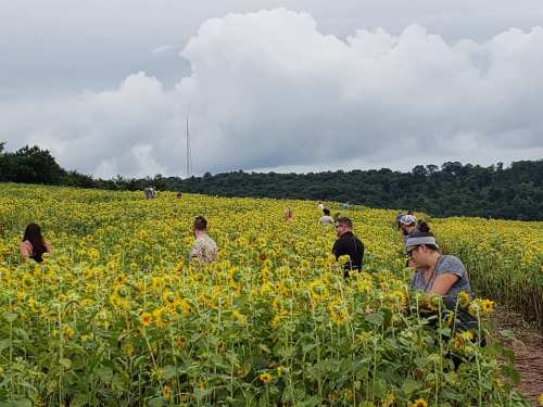A field of sunflowers with people walking and picking flowers under a cloudy sky.