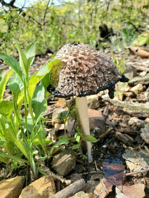 A textured mushroom with a dark cap and white stem, surrounded by green plants and rocky soil.