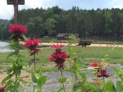 Vibrant pink flowers in the foreground with a sandy beach and forested area in the background under a cloudy sky.