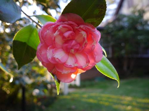 A close-up of a pink camellia flower with green leaves, softly illuminated in a garden setting.
