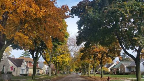 A tree-lined street in autumn, featuring vibrant orange and green leaves on either side of a quiet residential road.