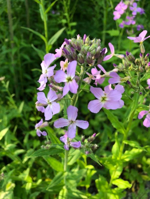 A cluster of delicate purple flowers surrounded by green foliage in a natural setting.
