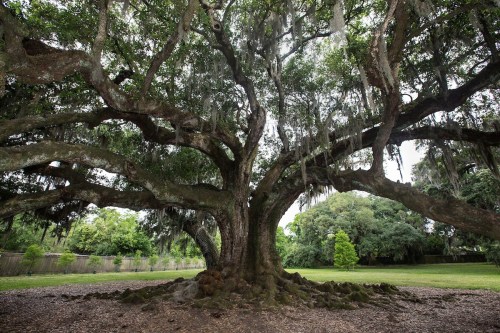 A large, sprawling tree with moss-covered branches in a lush green landscape.