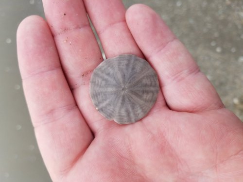 A person’s hand holding a round, gray shell with a textured surface, resting on a sandy beach.
