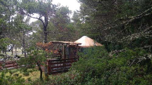 A yurt nestled among trees, partially obscured by greenery, in a serene outdoor setting.