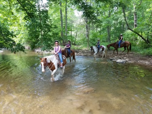 Four people on horseback crossing a shallow stream surrounded by lush greenery and trees.