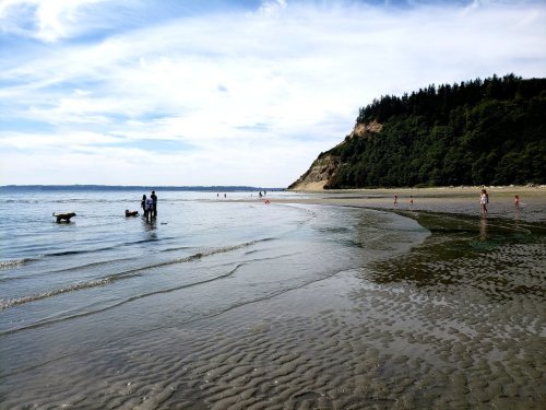 A beach scene with people and dogs walking along the shore, surrounded by trees and a gentle tide.