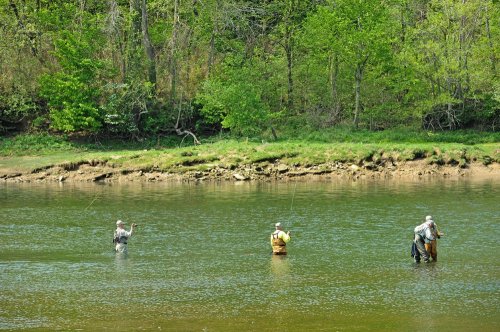 Three anglers fishing in a calm river surrounded by lush green trees and a grassy bank.
