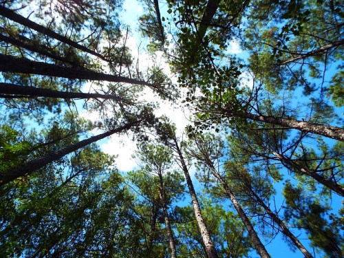 Looking up at tall trees against a bright blue sky with scattered clouds.