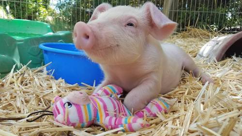 A cute piglet lying on straw, smiling while playing with a colorful striped toy.