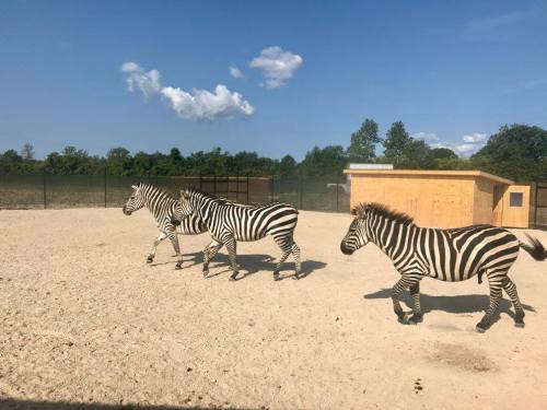 Three zebras walking in a sandy enclosure with a wooden structure and trees in the background under a blue sky.
