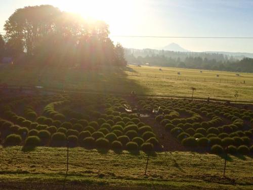 A sunlit landscape featuring a circular garden of rounded bushes, with mountains in the background and a clear blue sky.
