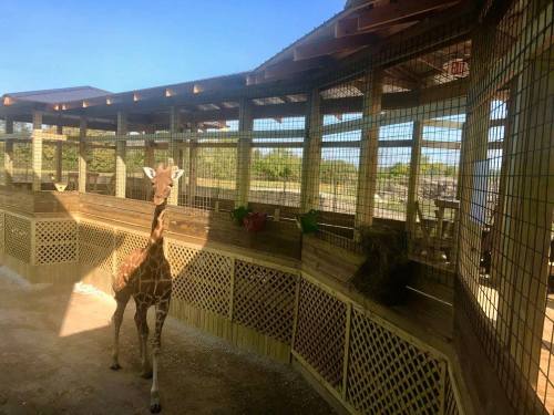 A young giraffe stands inside a wooden enclosure with a clear blue sky in the background.