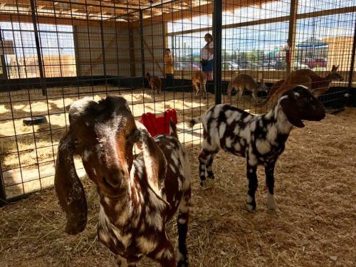 Two goats in a barn, one with distinctive black and white markings, surrounded by other goats and people in the background.