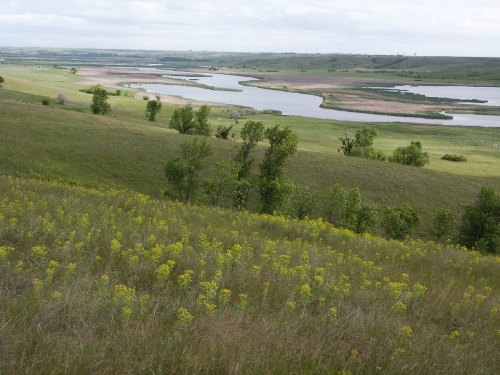 A scenic view of rolling green hills with a winding river and patches of water, dotted with yellow wildflowers.