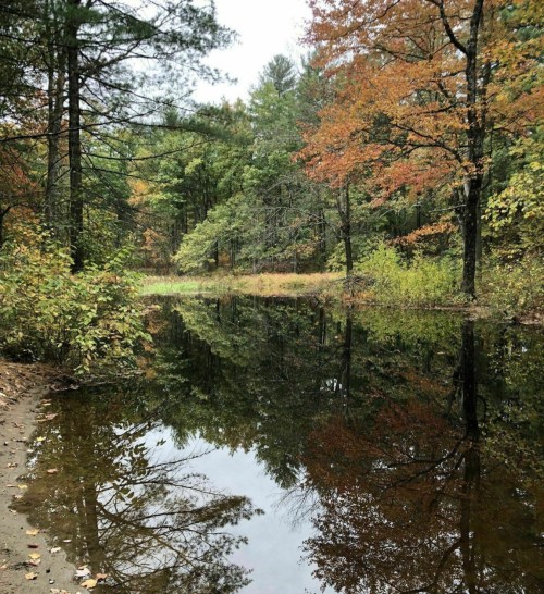 A serene pond surrounded by trees displaying autumn colors, reflecting the landscape in calm water.