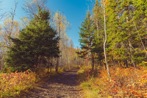 A scenic forest path surrounded by trees with autumn foliage under a clear blue sky.