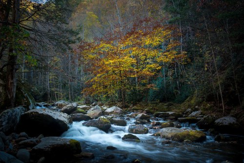 A serene river flows over rocks, with a vibrant autumn tree in the background surrounded by forest.