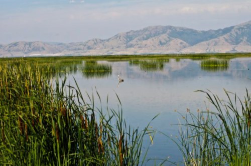 A serene lake surrounded by tall grasses, with distant mountains under a clear sky.