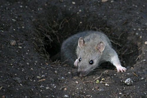 A small gray mouse peeks out from a burrow in the ground, surrounded by dark soil and roots.
