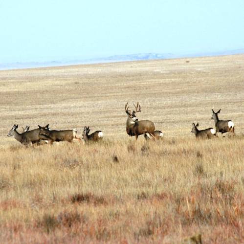 A group of deer, including a buck with antlers, stands in a grassy field under a clear blue sky.